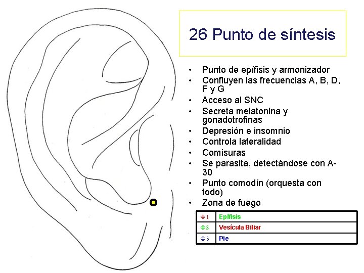 26 Punto de síntesis • • • Punto de epífisis y armonizador Confluyen las