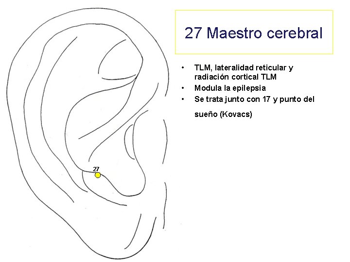 27 Maestro cerebral • • • TLM, lateralidad reticular y radiación cortical TLM Modula