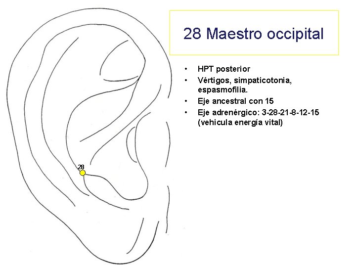 28 Maestro occipital • • 28 HPT posterior Vértigos, simpaticotonia, espasmofilia. Eje ancestral con