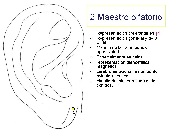 2 Maestro olfatorio • • 2 Representación pre-frontal en f 1 Representación gonadal y