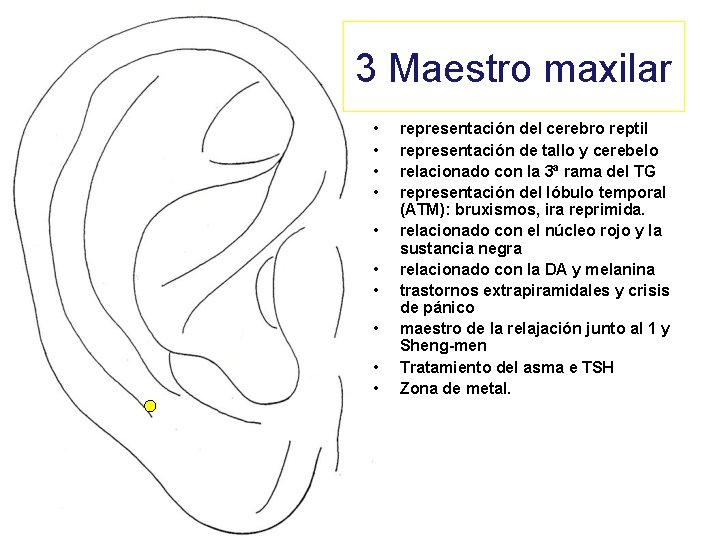 3 Maestro maxilar • • • representación del cerebro reptil representación de tallo y