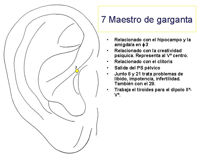 7 Maestro de garganta • • 7 • • Relacionado con el hipocampo y