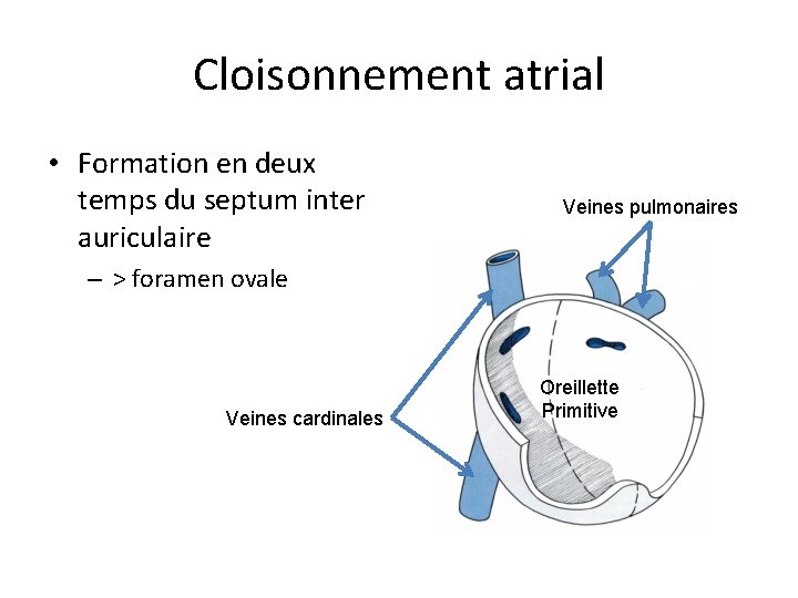 Cloisonnement atrial • Formation en deux temps du septum inter auriculaire Veines pulmonaires –