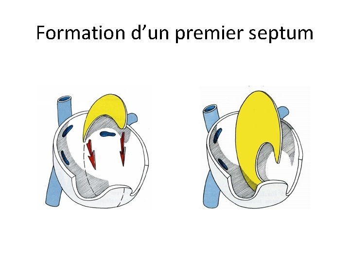 Formation d’un premier septum 