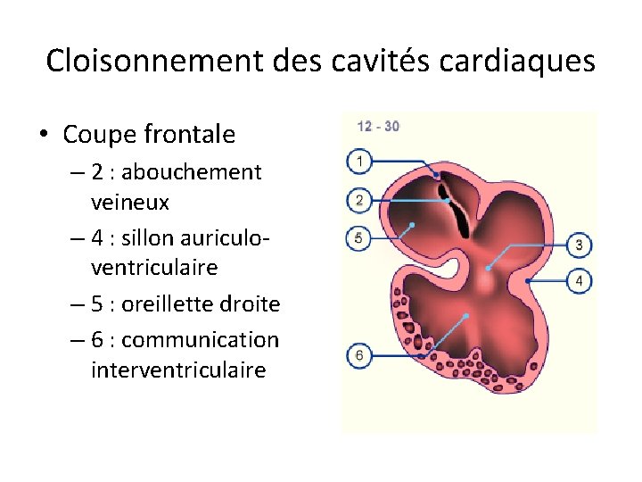 Cloisonnement des cavités cardiaques • Coupe frontale – 2 : abouchement veineux – 4