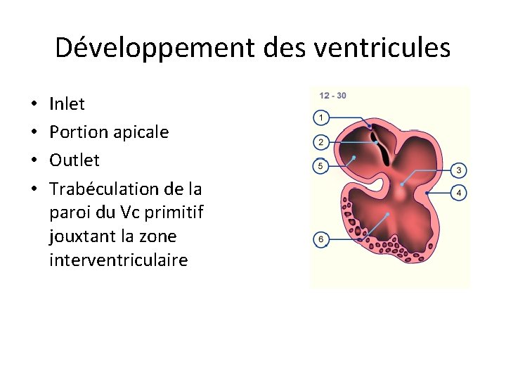 Développement des ventricules • • Inlet Portion apicale Outlet Trabéculation de la paroi du