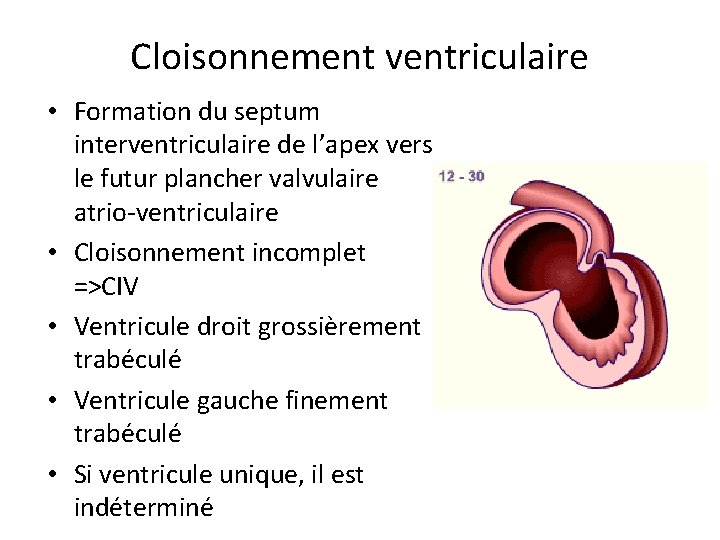 Cloisonnement ventriculaire • Formation du septum interventriculaire de l’apex vers le futur plancher valvulaire