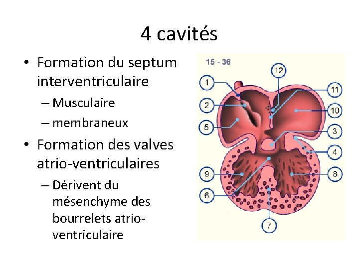 4 cavités • Formation du septum interventriculaire – Musculaire – membraneux • Formation des