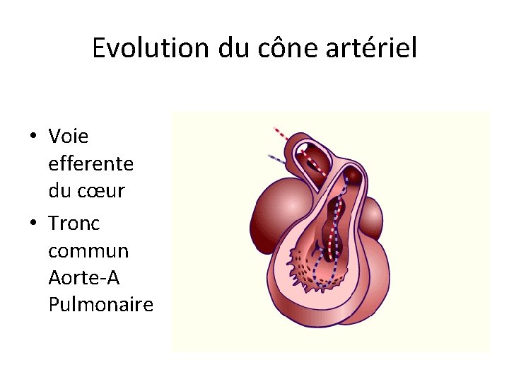 Evolution du cône artériel • Voie efferente du cœur • Tronc commun Aorte-A Pulmonaire