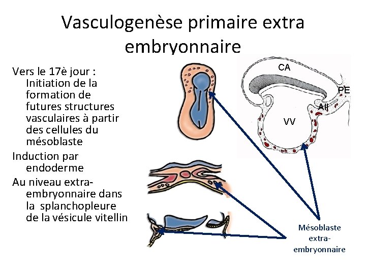 Vasculogenèse primaire extra embryonnaire Vers le 17è jour : Initiation de la formation de