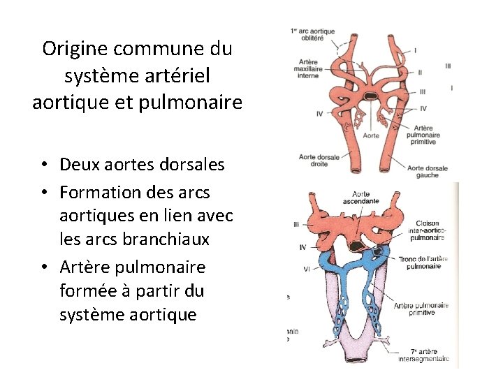 Origine commune du système artériel aortique et pulmonaire • Deux aortes dorsales • Formation