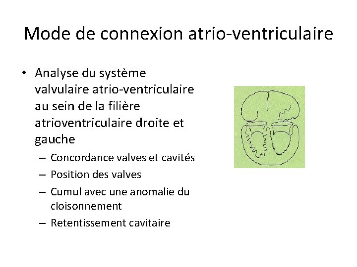 Mode de connexion atrio-ventriculaire • Analyse du système valvulaire atrio-ventriculaire au sein de la