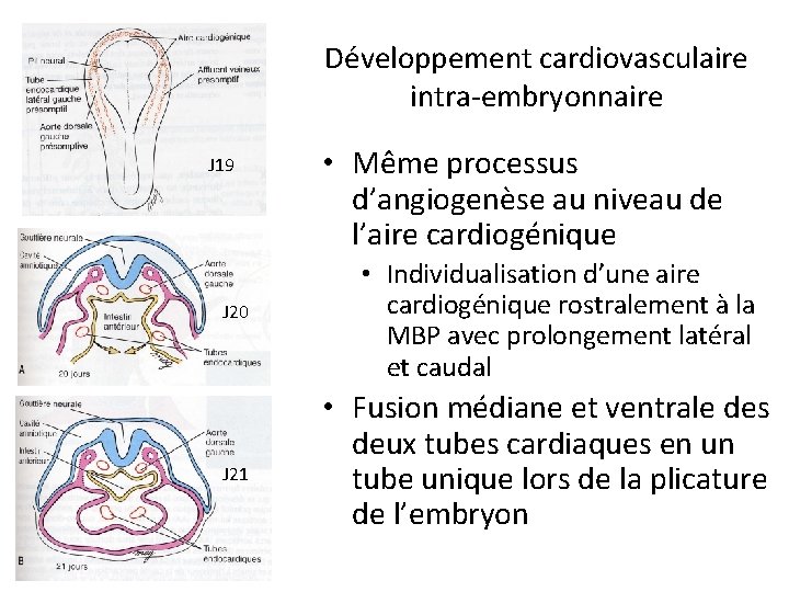 Développement cardiovasculaire intra-embryonnaire J 19 J 20 J 21 • Même processus d’angiogenèse au