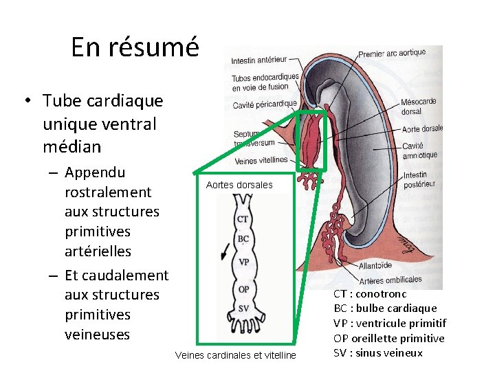 En résumé • Tube cardiaque unique ventral médian – Appendu rostralement aux structures primitives