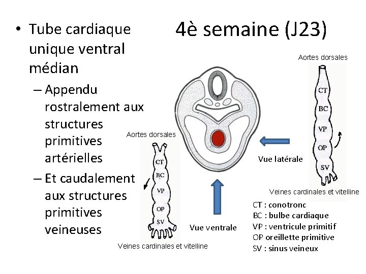  • Tube cardiaque unique ventral médian 4è semaine (J 23) – Appendu rostralement