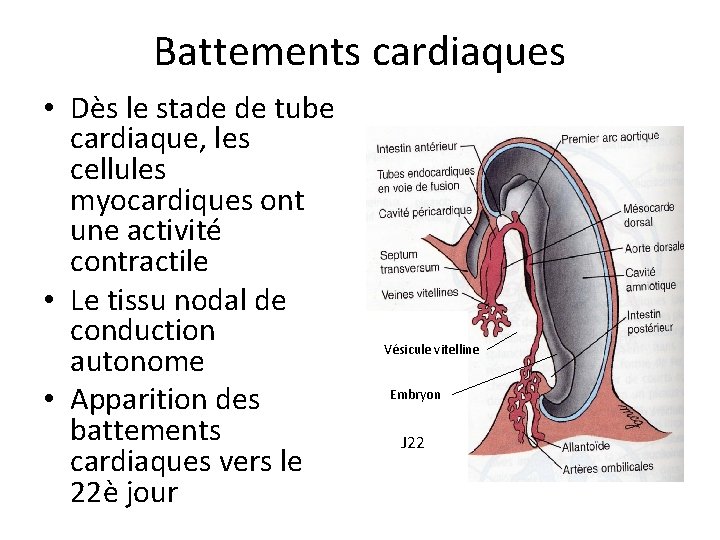 Battements cardiaques • Dès le stade de tube cardiaque, les cellules myocardiques ont une