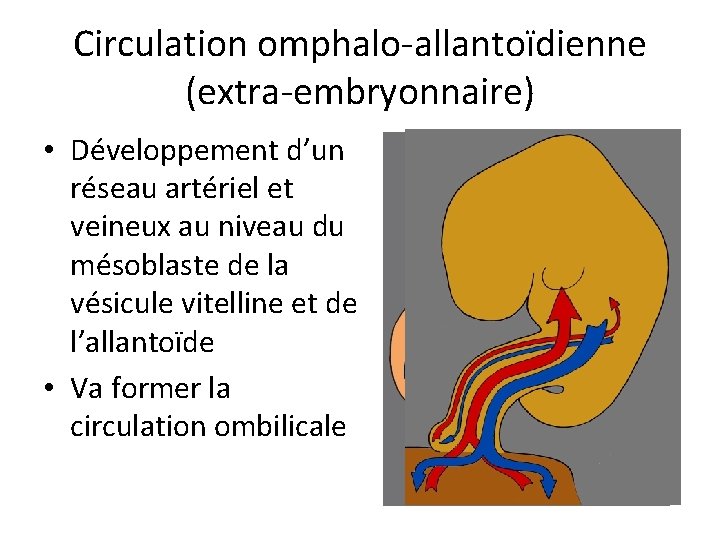 Circulation omphalo-allantoïdienne (extra-embryonnaire) • Développement d’un réseau artériel et veineux au niveau du mésoblaste
