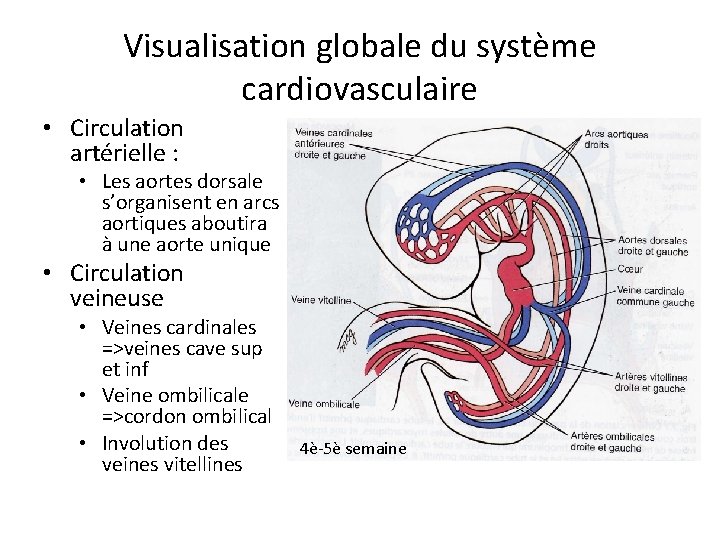 Visualisation globale du système cardiovasculaire • Circulation artérielle : • Les aortes dorsale s’organisent