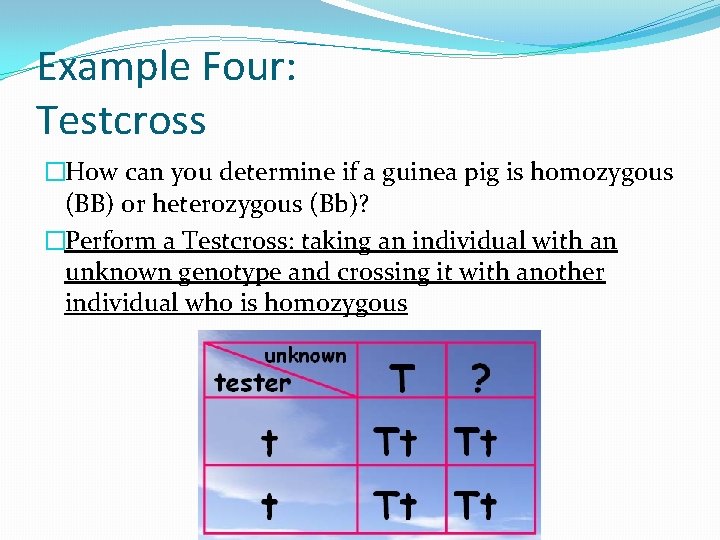 Example Four: Testcross �How can you determine if a guinea pig is homozygous (BB)