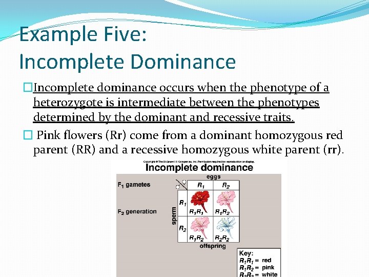 Example Five: Incomplete Dominance �Incomplete dominance occurs when the phenotype of a heterozygote is
