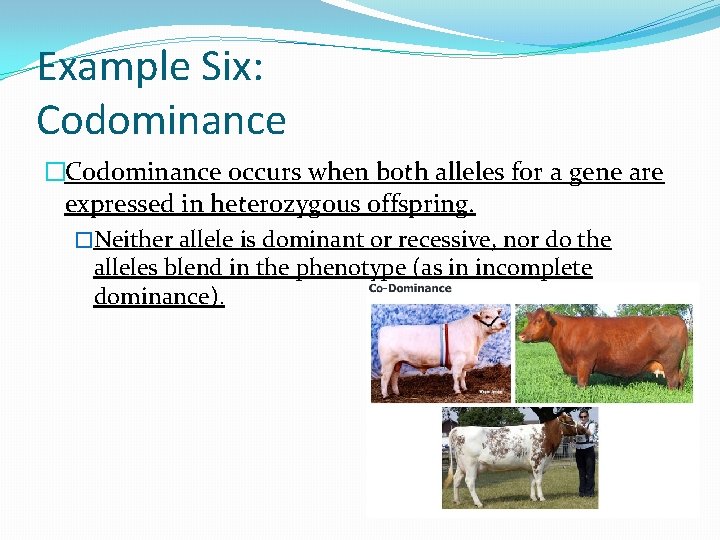 Example Six: Codominance �Codominance occurs when both alleles for a gene are expressed in