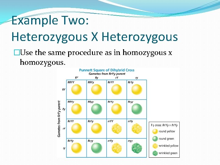 Example Two: Heterozygous X Heterozygous �Use the same procedure as in homozygous x homozygous.