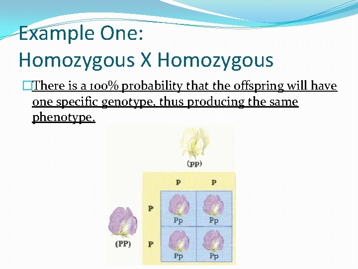 Example One: Homozygous X Homozygous �There is a 100% probability that the offspring will