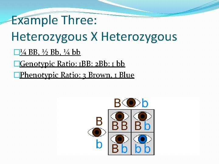 Example Three: Heterozygous X Heterozygous �¼ BB, ½ Bb, ¼ bb �Genotypic Ratio: 1