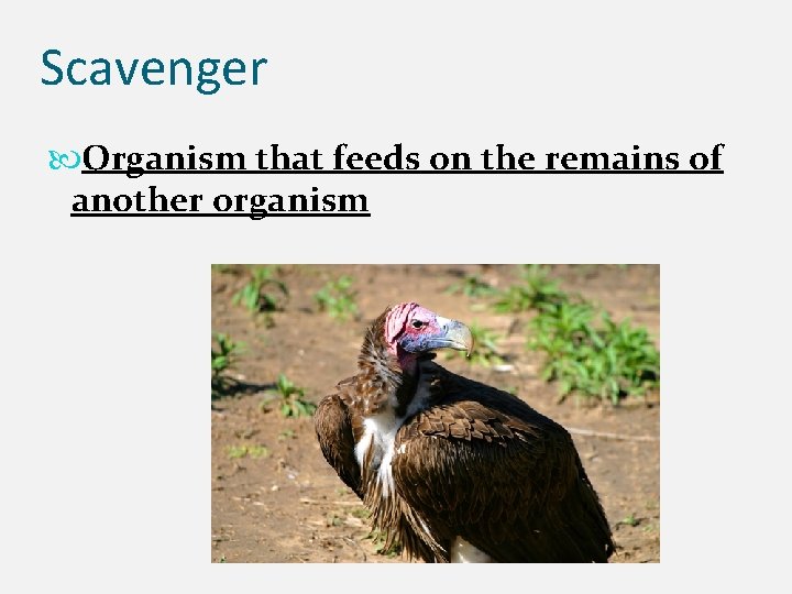 Scavenger Organism that feeds on the remains of another organism 