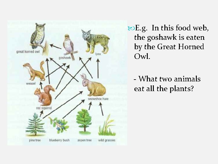  E. g. In this food web, the goshawk is eaten by the Great