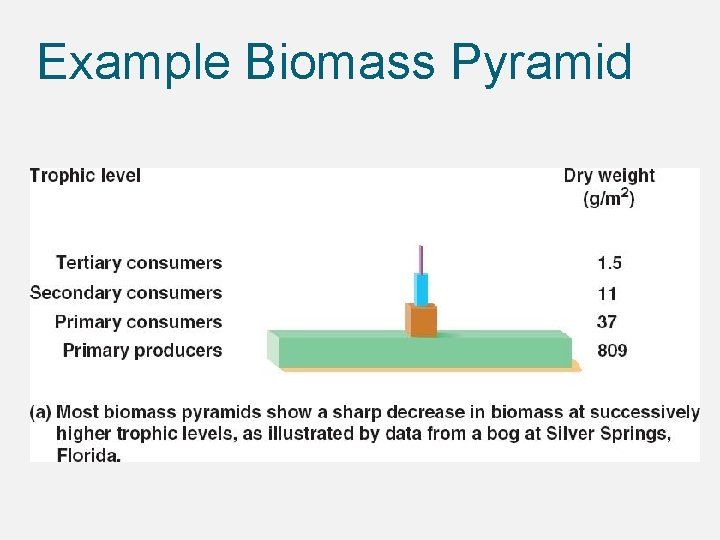 Example Biomass Pyramid 