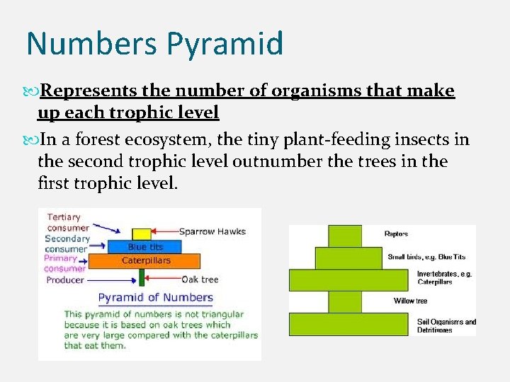 Numbers Pyramid Represents the number of organisms that make up each trophic level In