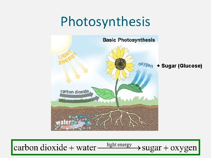 Photosynthesis + Sugar (Glucose) 