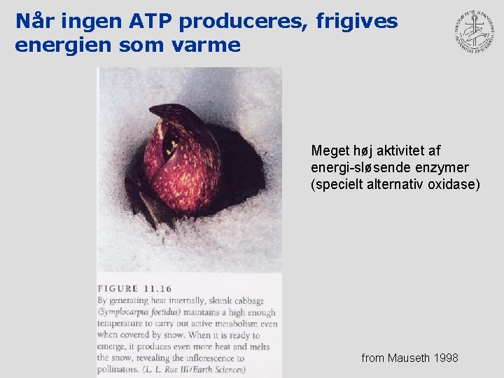 Når ingen ATP produceres, frigives energien som varme Meget høj aktivitet af energi-sløsende enzymer