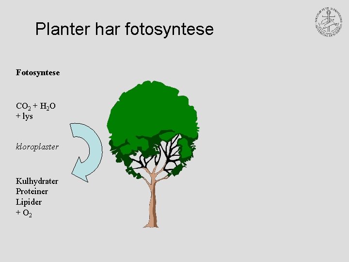 Planter har fotosyntese Fotosyntese CO 2 + H 2 O + lys kloroplaster Kulhydrater