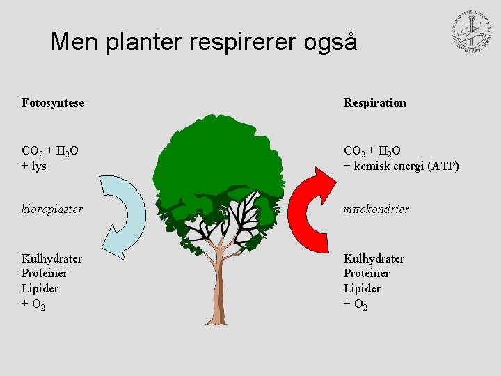 Men planter respirerer også Fotosyntese Respiration CO 2 + H 2 O + lys