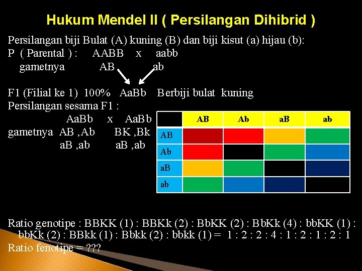 Hukum Mendel II ( Persilangan Dihibrid ) Persilangan biji Bulat (A) kuning (B) dan