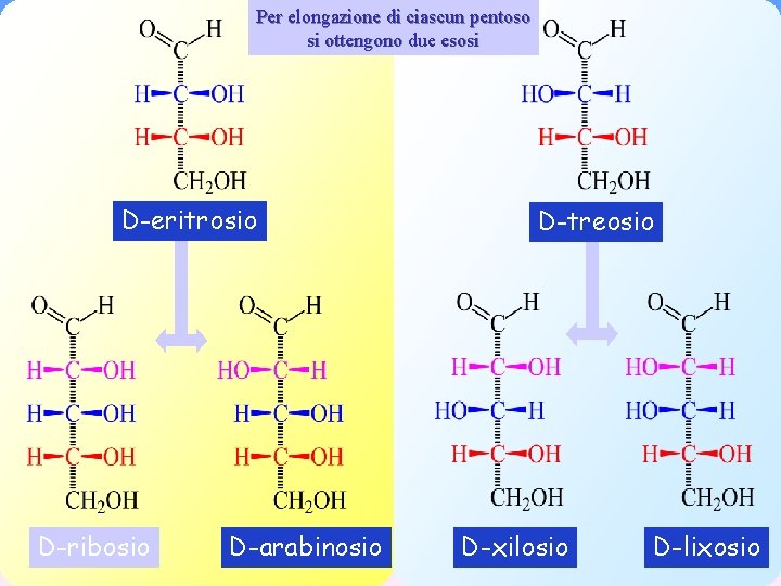 Per elongazione di ciascun pentoso si ottengono due esosi D-eritrosio D-ribosio D-arabinosio D-treosio D-xilosio