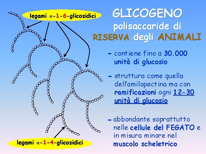 legami α-1 -6 -glicosidici GLICOGENO polisaccaride di RISERVA degli ANIMALI - contiene fino a