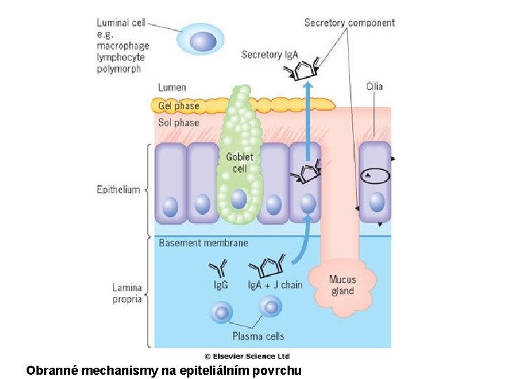 Obranné mechanismy na epiteliálním povrchu 