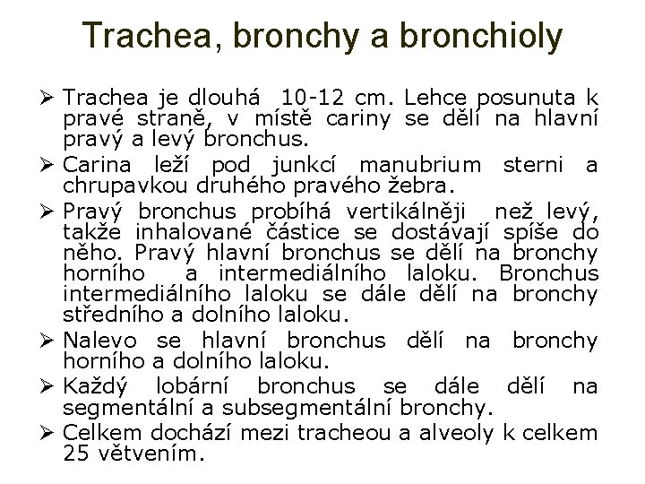 Trachea, bronchy a bronchioly Ø Trachea je dlouhá 10 -12 cm. Lehce posunuta k