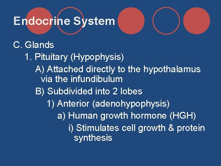Endocrine System C. Glands 1. Pituitary (Hypophysis) A) Attached directly to the hypothalamus via