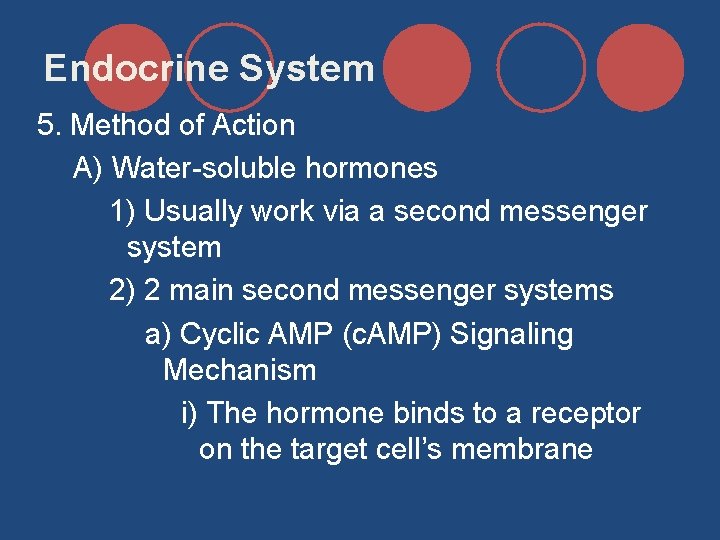 Endocrine System 5. Method of Action A) Water-soluble hormones 1) Usually work via a