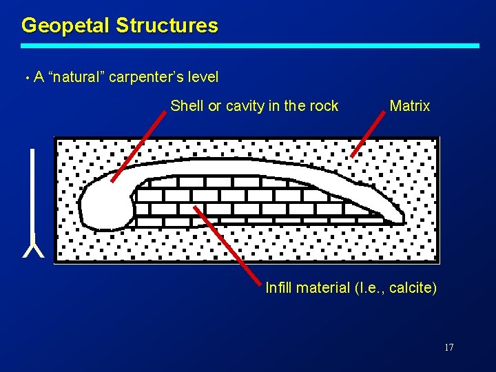 Geopetal Structures • A “natural” carpenter’s level Shell or cavity in the rock Matrix