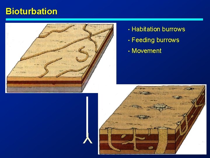 Bioturbation • Habitation burrows • Feeding burrows • Movement 18 Y 