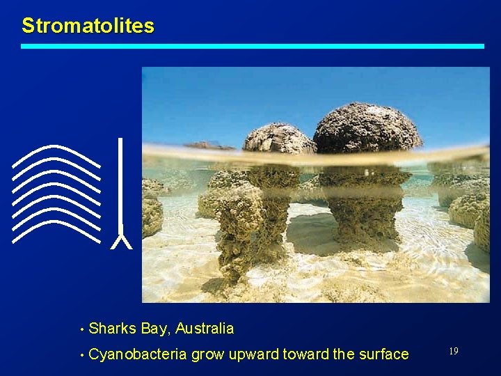 Stromatolites Y • Sharks Bay, Australia • Cyanobacteria grow upward toward the surface 19