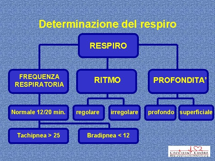 Determinazione del respiro RESPIRO FREQUENZA RESPIRATORIA Normale 12/20 min. Tachipnea > 25 RITMO regolare
