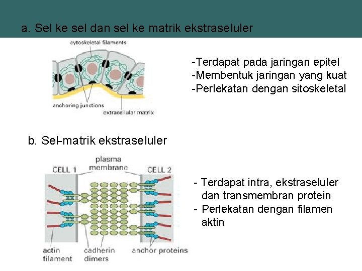 a. Sel ke sel dan sel ke matrik ekstraseluler -Terdapat pada jaringan epitel -Membentuk
