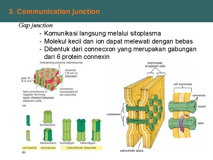 3. Communication junction Gap junction - Komunikasi langsung melalui sitoplasma - Molekul kecil dan