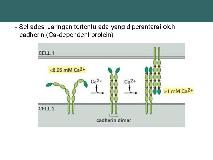 - Sel adesi Jaringan tertentu ada yang diperantarai oleh cadherin (Ca-dependent protein) 